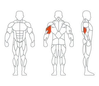 LD1028 45度 三头肌 副本 LD1028 45度 三头肌 副本